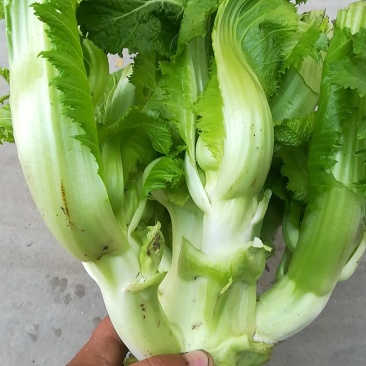 儿菜