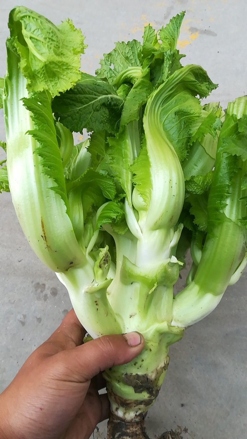 儿菜