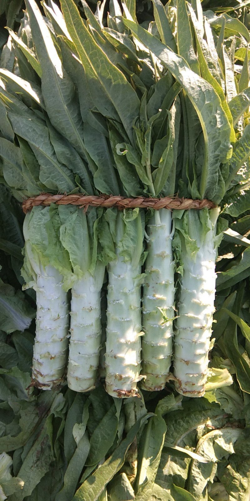 精品莴苣大量上市有需要的老板请联系