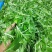 【推荐】华东马兰头种植基地/视频看货/品质保证/诚信经营