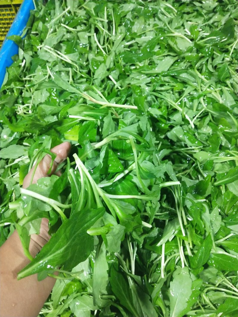 【推荐】华东马兰头种植基地/视频看货/品质保证/诚信经营