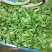 【推荐】华东马兰头种植基地/视频看货/品质保证/诚信经营