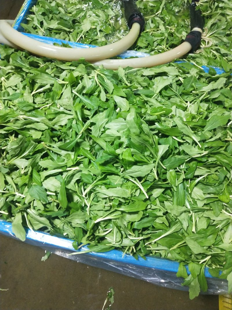 【推荐】华东马兰头种植基地/视频看货/品质保证/诚信经营
