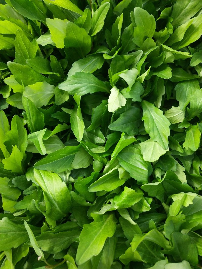 【推荐】华东马兰头种植基地/视频看货/品质保证/诚信经营
