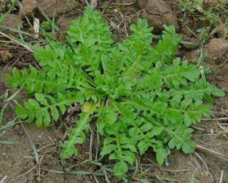 荠菜种子亩用2到3斤
