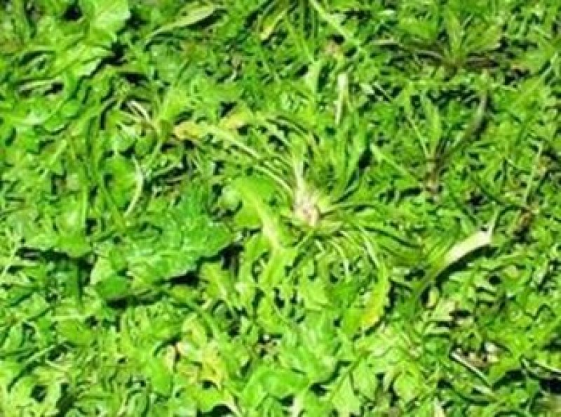 荠菜种子亩用2到3斤