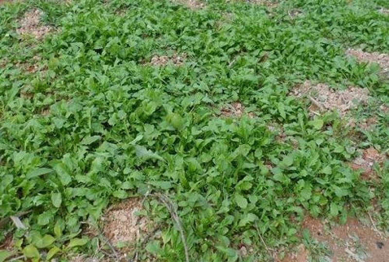 荠菜种子亩用2到3斤
