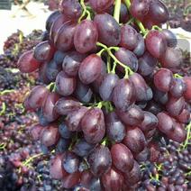 山东红宝石葡萄5%以下1~2斤
