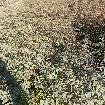 花椒苗