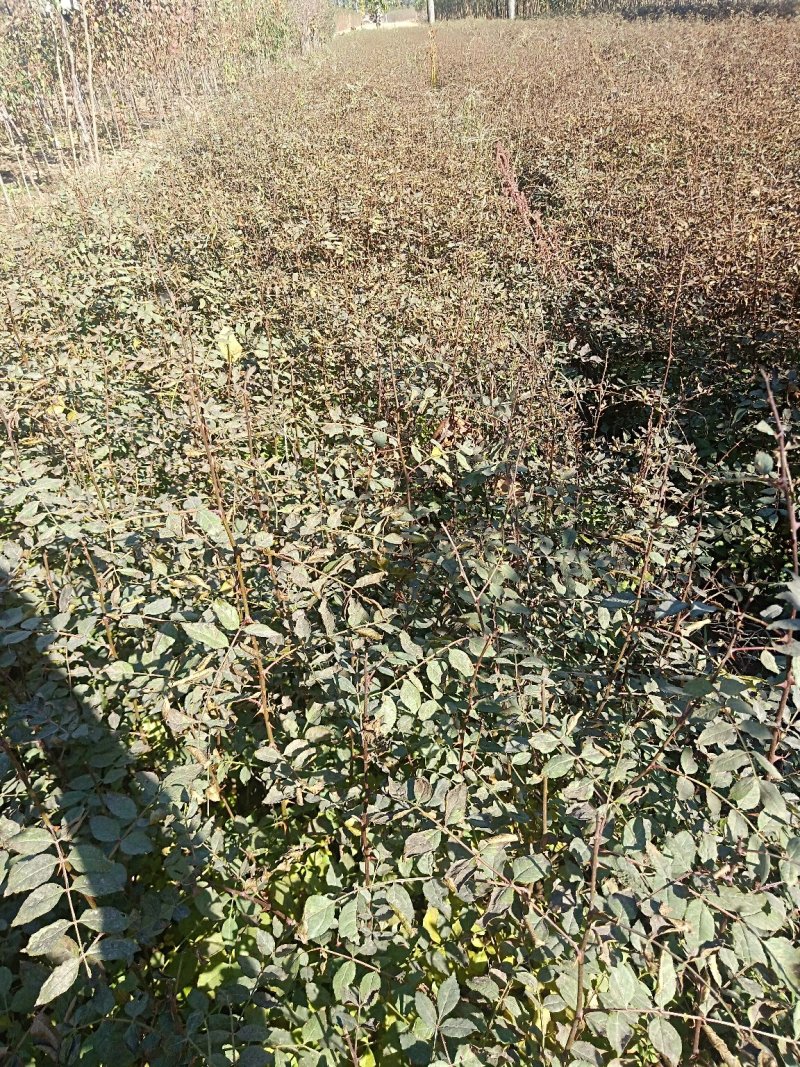 花椒苗