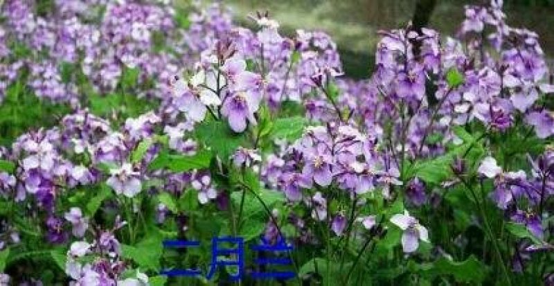 二月兰种子亩用6到8斤