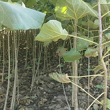 梓树苗