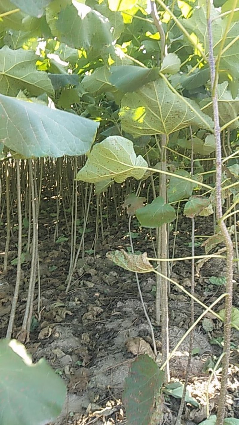 梓树苗