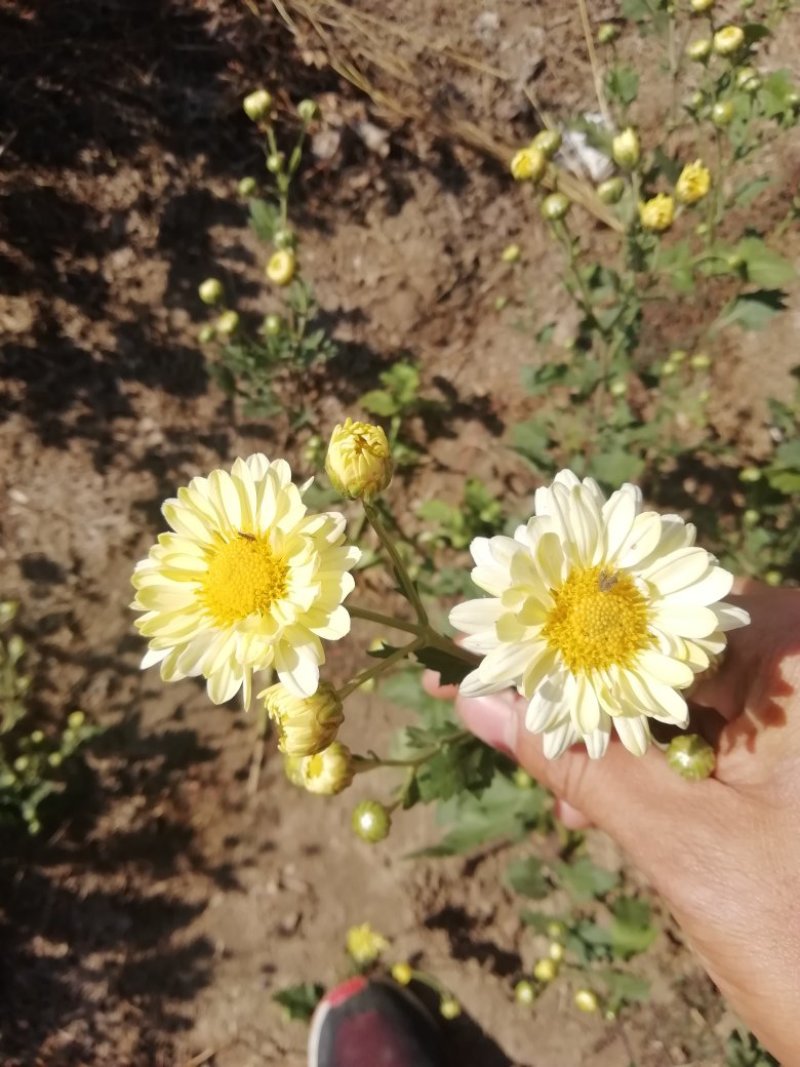 菊花