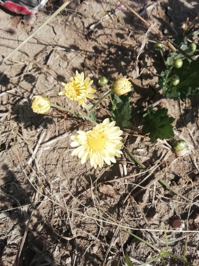 菊花