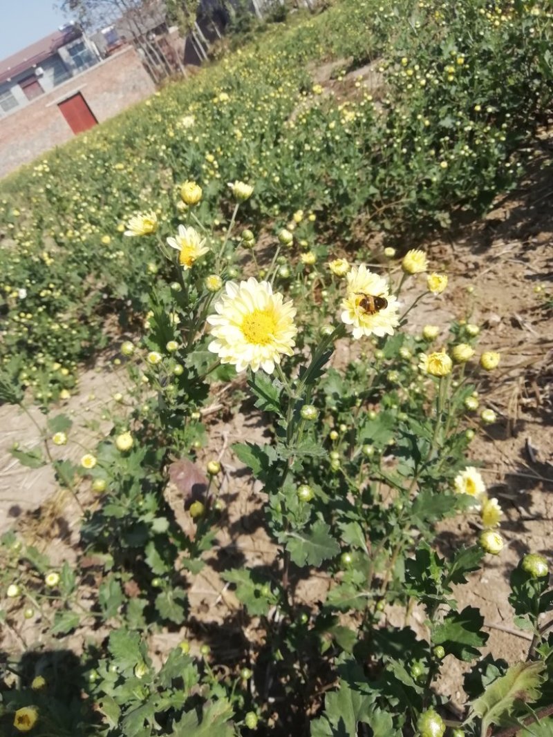 菊花