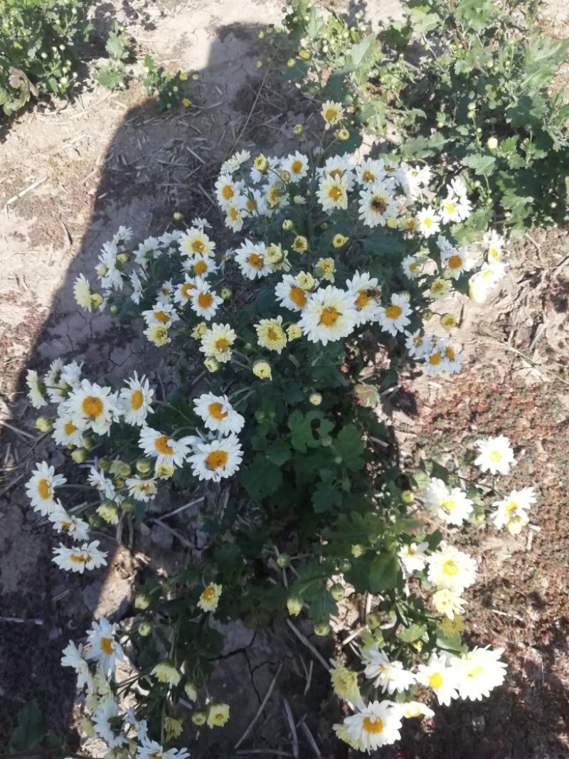 菊花