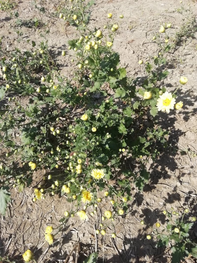 菊花