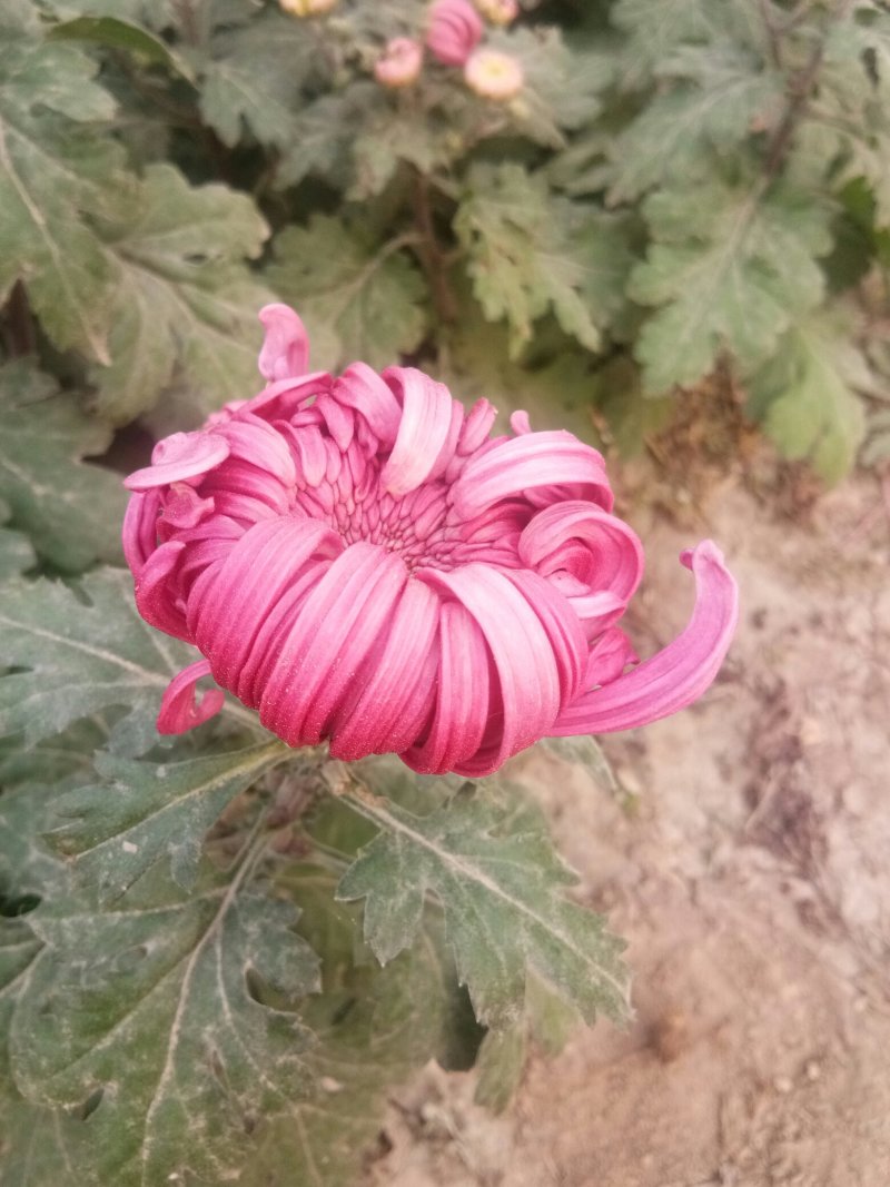 菊花