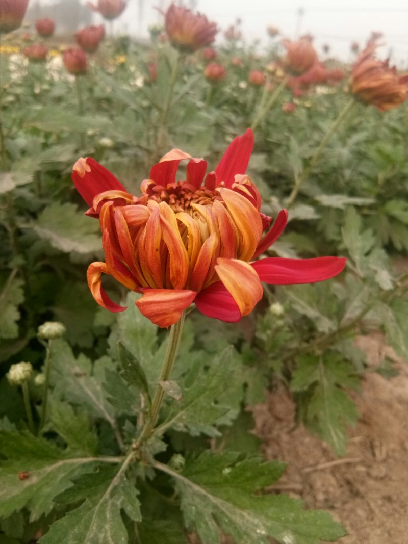 菊花