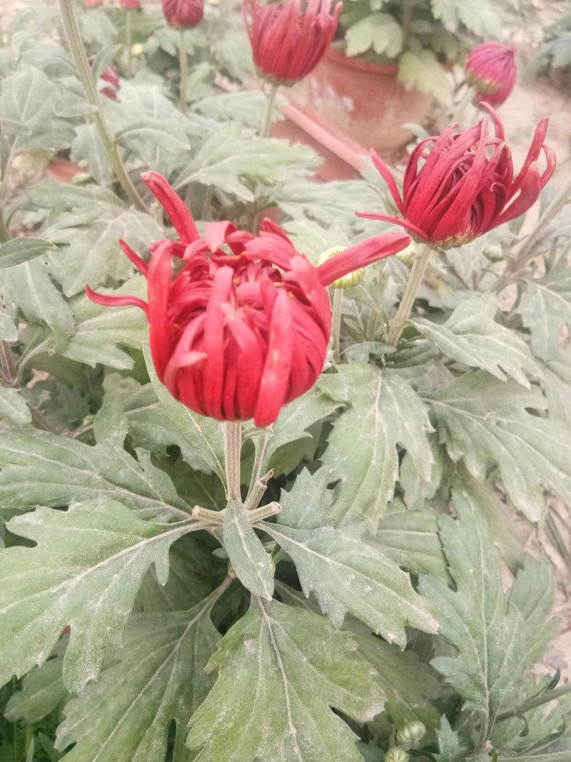 菊花