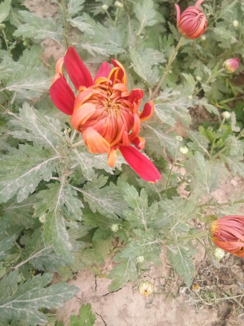 菊花