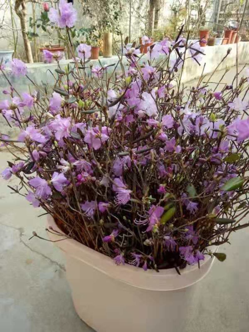 干杜鹃，泡水就开花。
