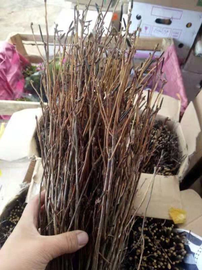 干杜鹃，泡水就开花。
