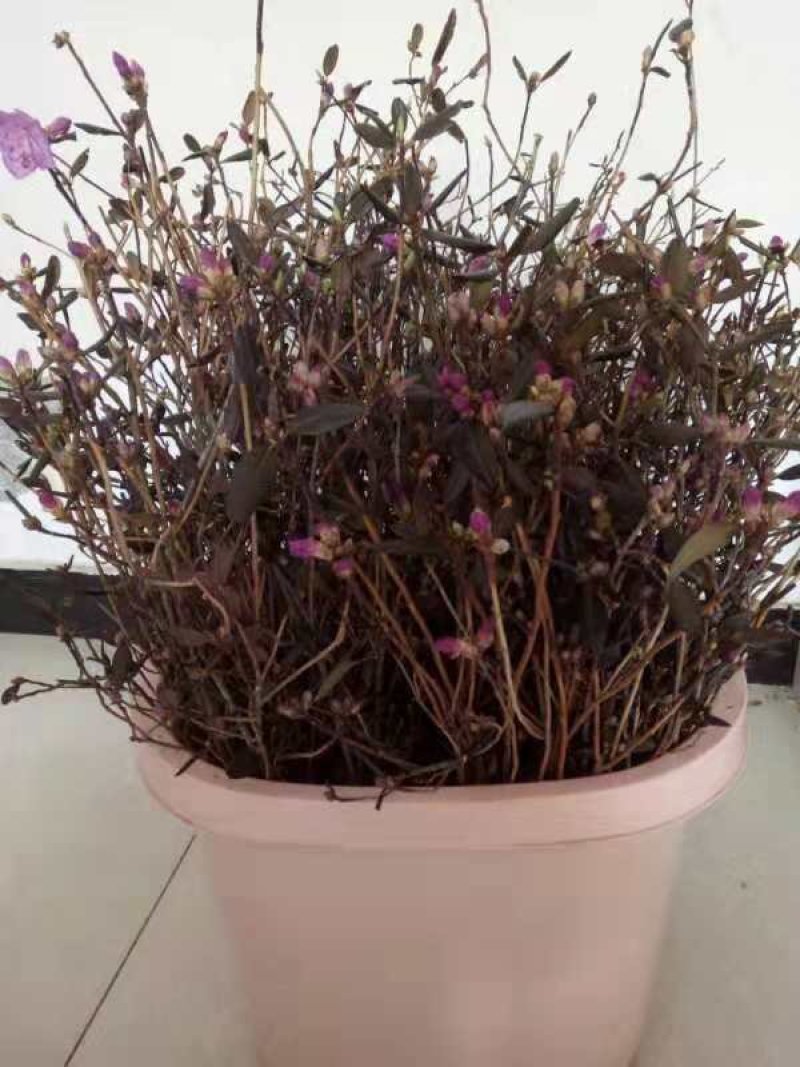 干杜鹃，泡水就开花。