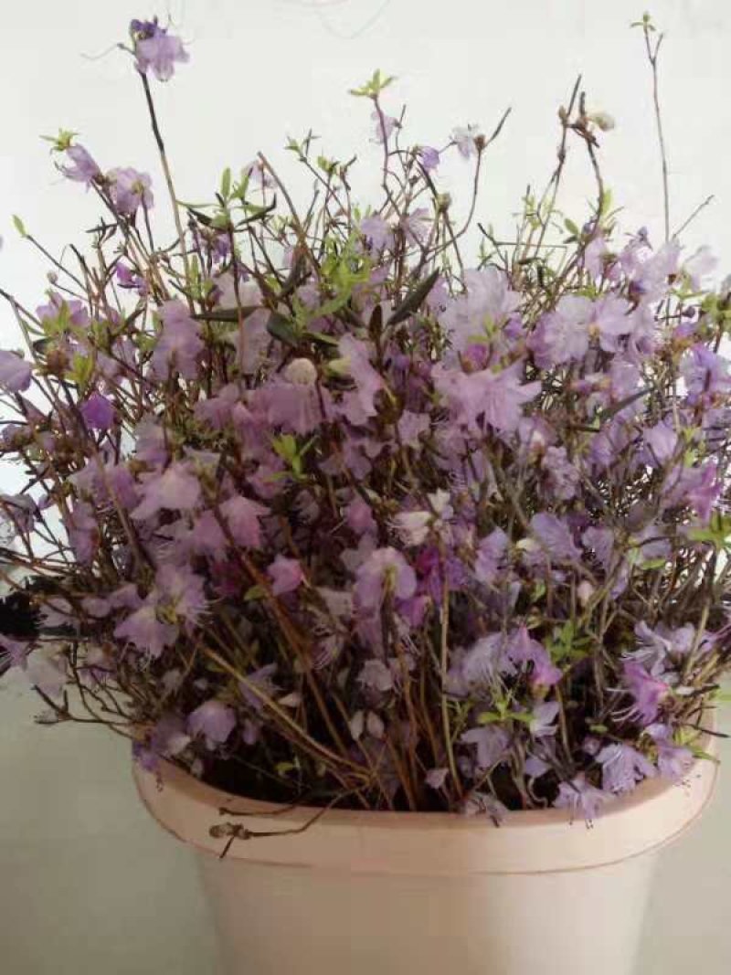 干杜鹃，泡水就开花。