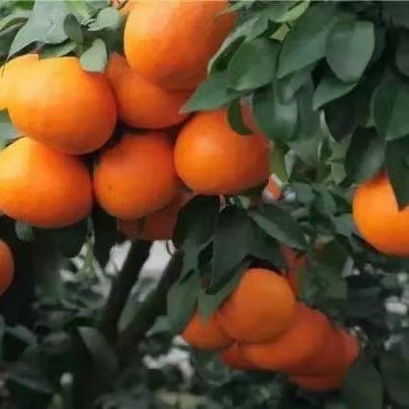 脐橙