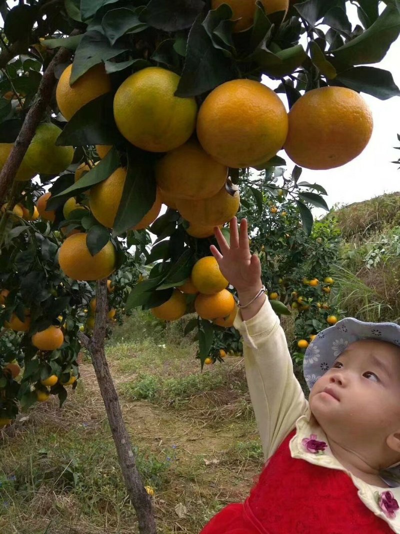 脐橙