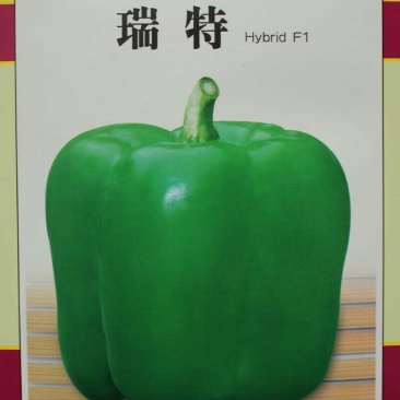 瑞特菜椒青椒柿子椒大果甜椒一包十克正品包邮
