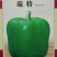 瑞特菜椒青椒柿子椒大果甜椒一包十克正品包邮