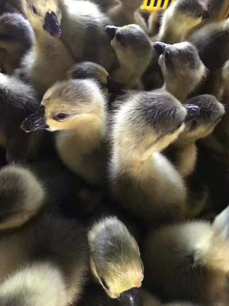狮头鹅苗