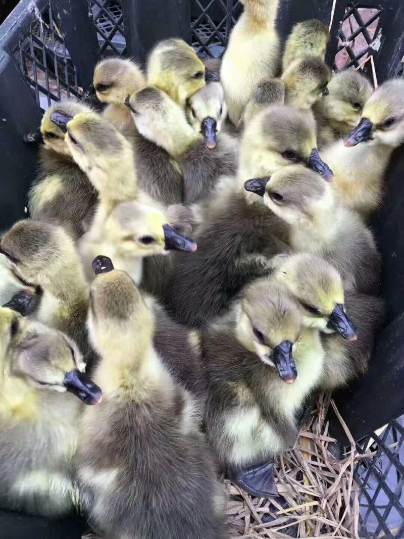 狮头鹅苗