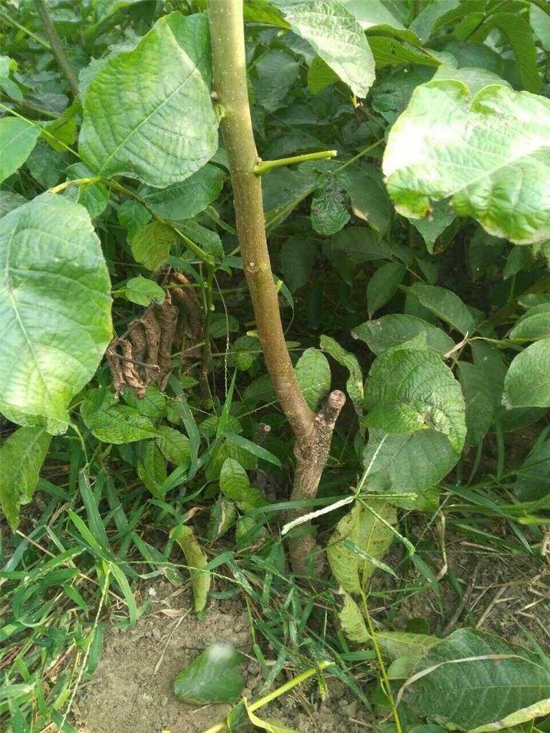 辽核一号核桃苗8518核桃苗品种纯正基地直发