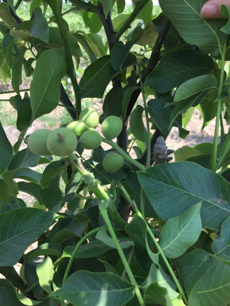 辽核一号核桃苗8518核桃苗品种纯正基地直发