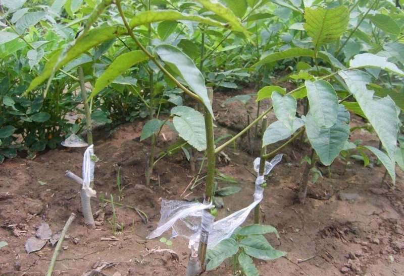 香玲核桃苗嫁接核桃苗基地直发保证品种现挖现发