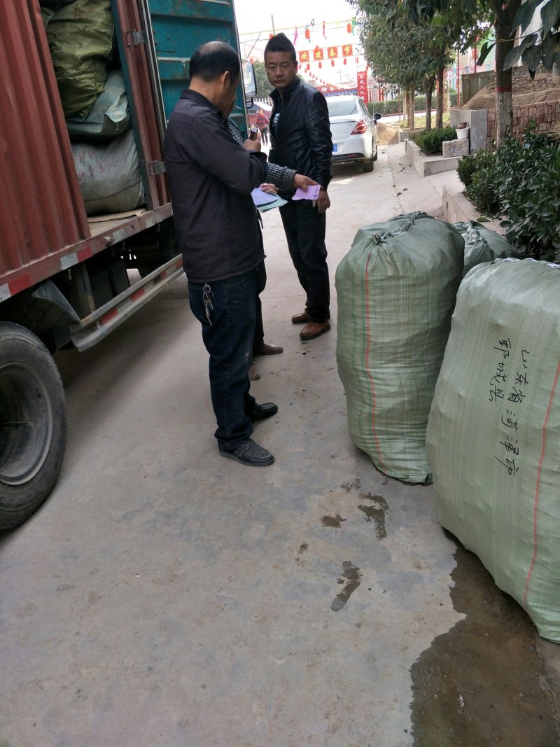 巨峰葡萄苗根系发达苗圃现挖保湿发货提供技术指导