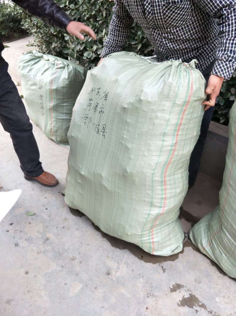 巨峰葡萄苗根系发达苗圃现挖保湿发货提供技术指导