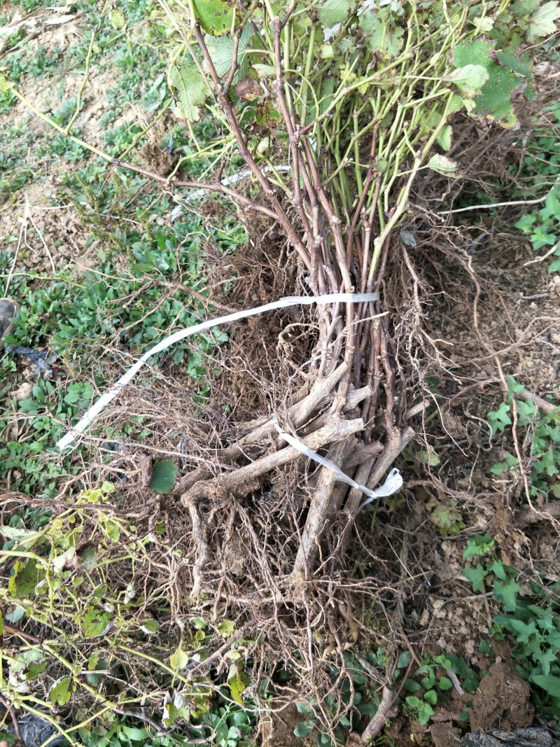 巨峰葡萄苗根系发达苗圃现挖保湿发货提供技术指导