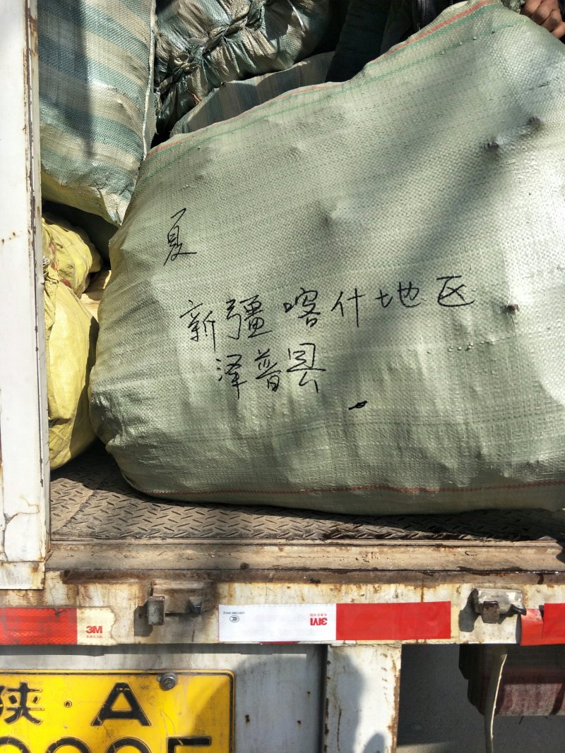 巨峰葡萄苗根系发达苗圃现挖保湿发货提供技术指导