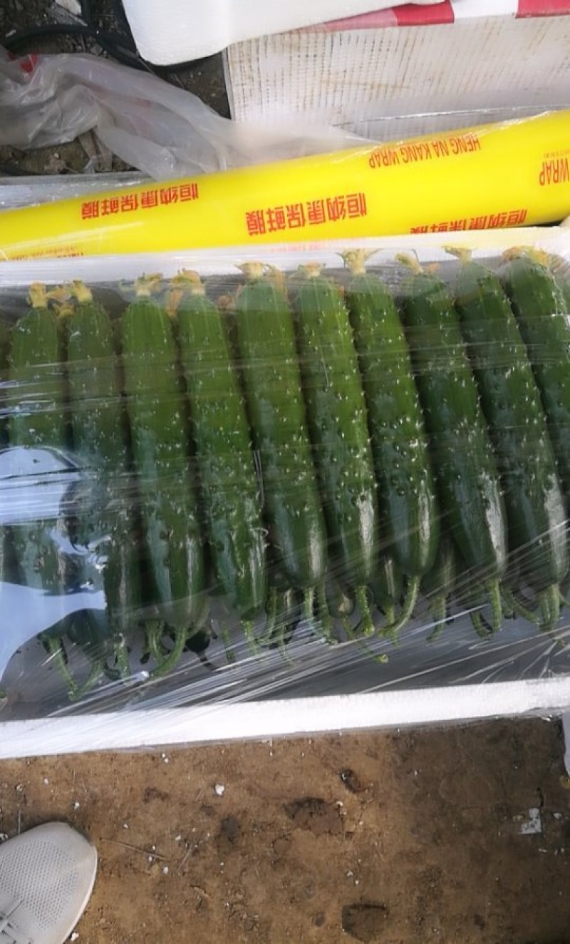 大棚带花黄瓜个个一样直顺