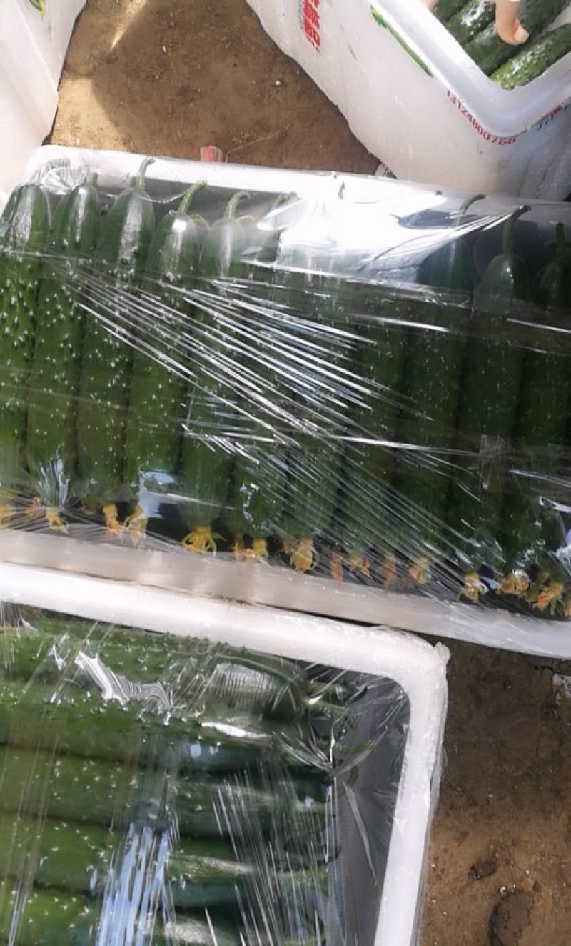 大棚带花黄瓜个个一样直顺