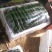 大棚带花黄瓜个个一样直顺