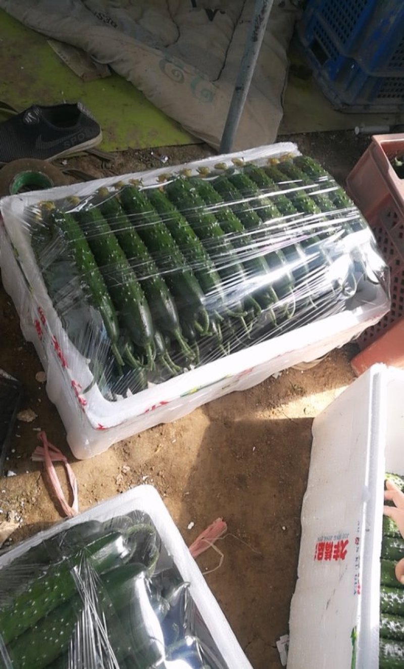 大棚带花黄瓜个个一样直顺