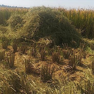 水稻秸秆2023年优质水稻秸秆大量供应中保质保量