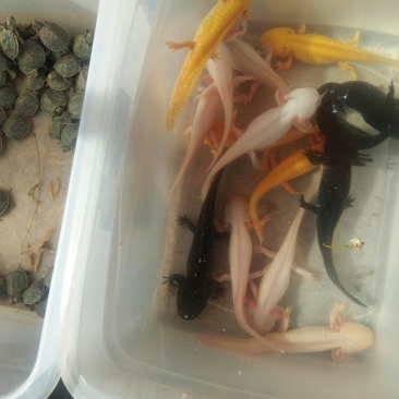 六角恐龙鱼🐠