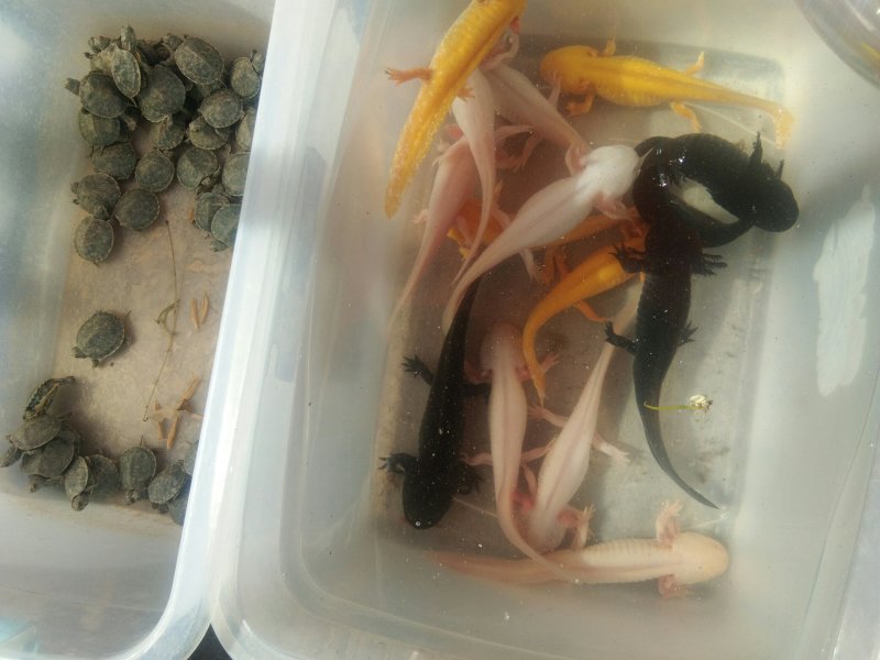 六角恐龙鱼🐠